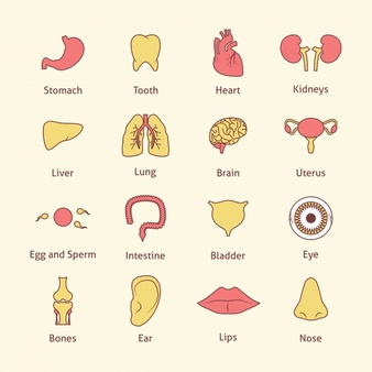 Human body parts collection