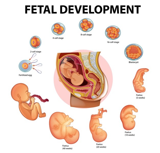 Stages human embryonic development